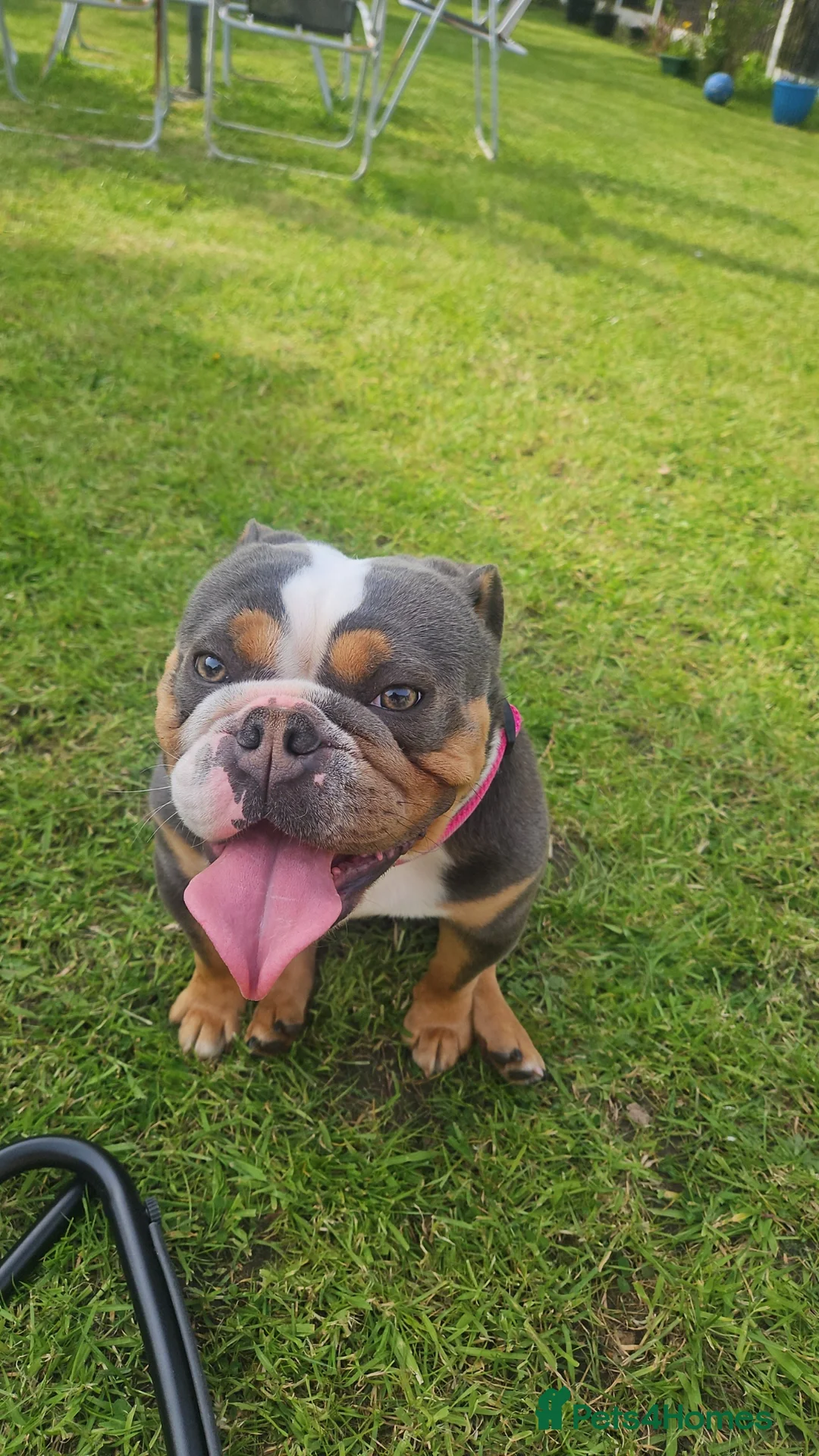 Olde English Bulldogge dogs for sale: Old english bulldog 19 months old in Stoke-on-Trent - Advert 1