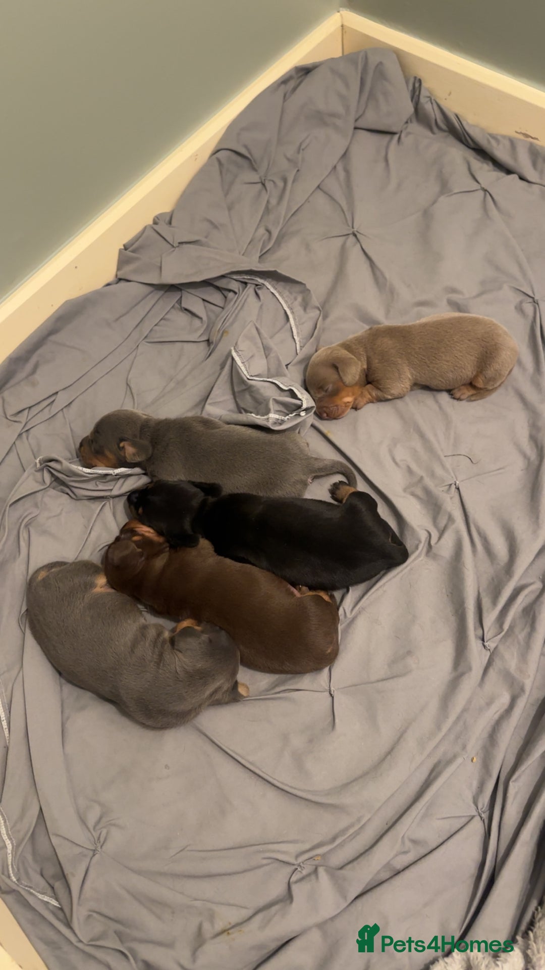 Miniature Dachshund dogs for sale: Beautiful Miniature Dauschaund  in Bradford - Image 9