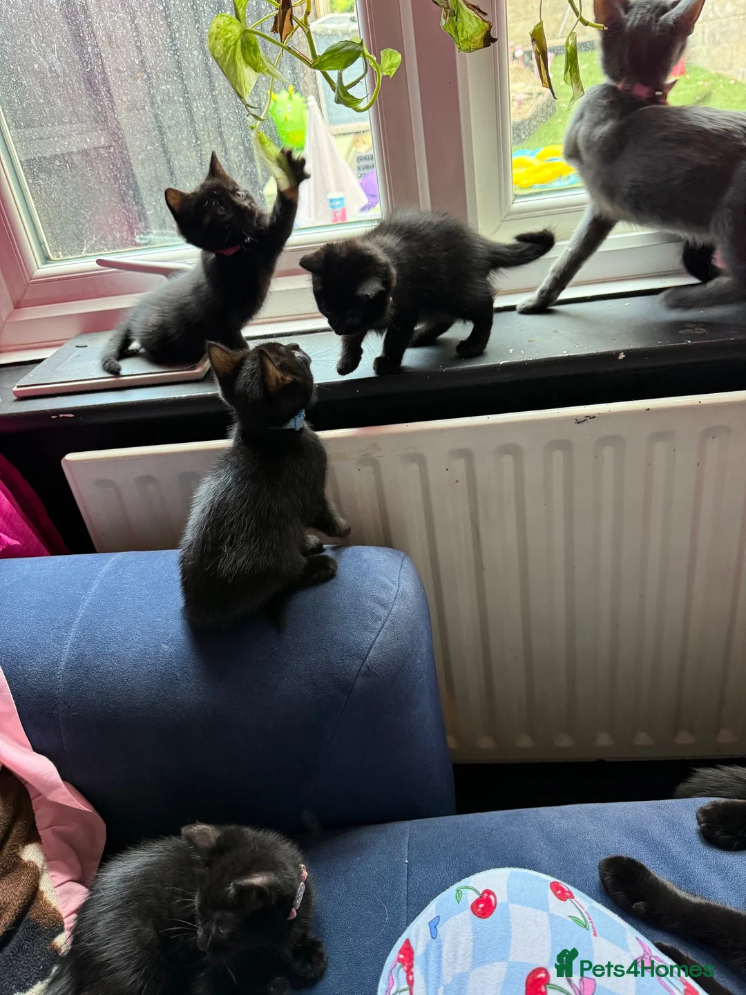 Mixed Breed cats for sale: 5 gorgeous little panthers  - Advert 2