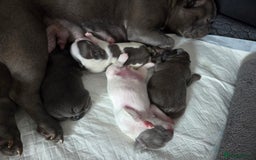 French Bulldog dogs for sale: Beautiful Fluffy French bulldogs - Image 13
