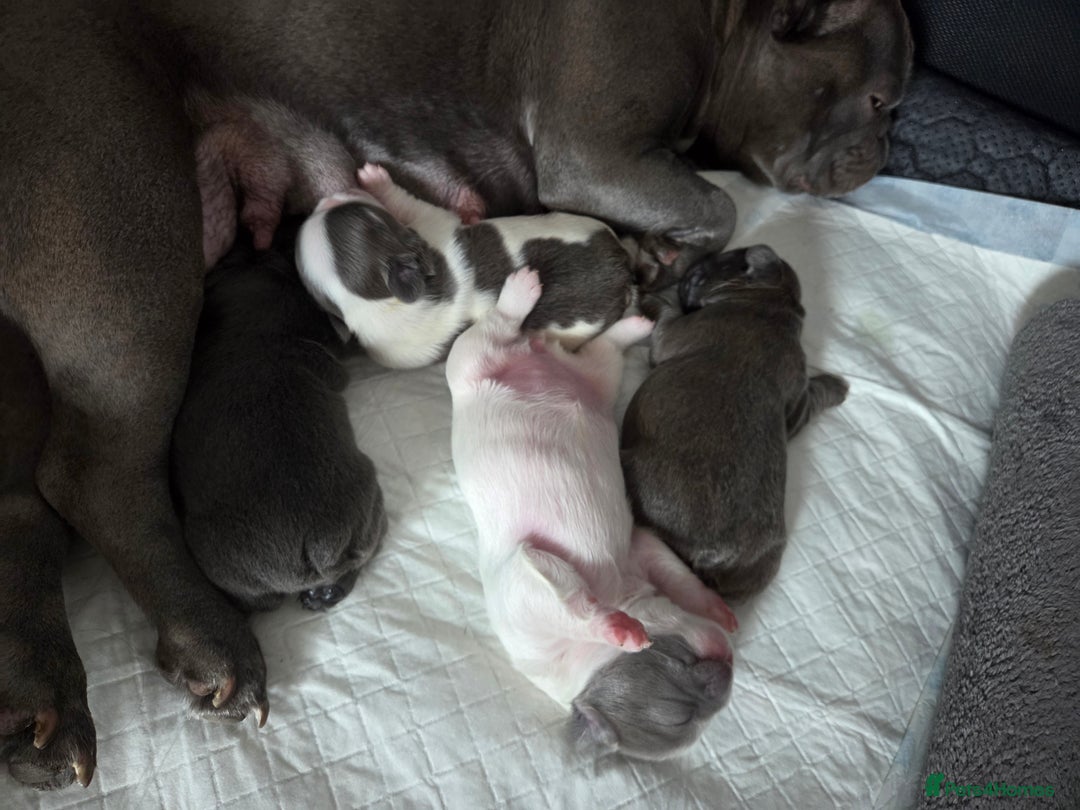 French Bulldog dogs for sale: Beautiful Fluffy French bulldogs - Image 13