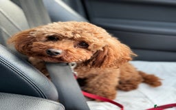 Toy Poodle dogs for sale: EXTENSIVE HEALTH TEST KC RED TOY POODLES LICENSED - Image 8