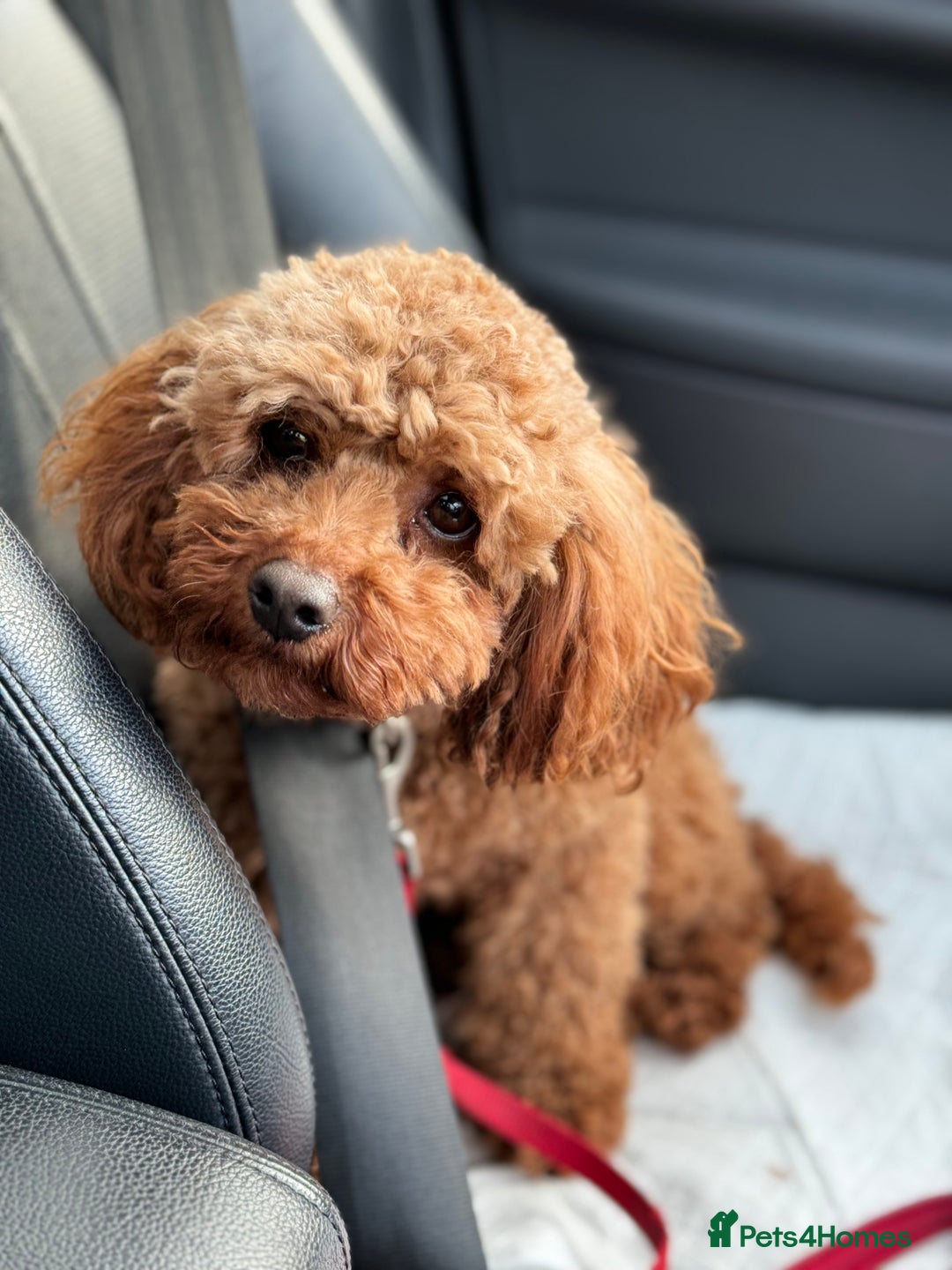 Toy Poodle dogs for sale: EXTENSIVE HEALTH TEST KC RED TOY POODLES LICENSED - Image 8