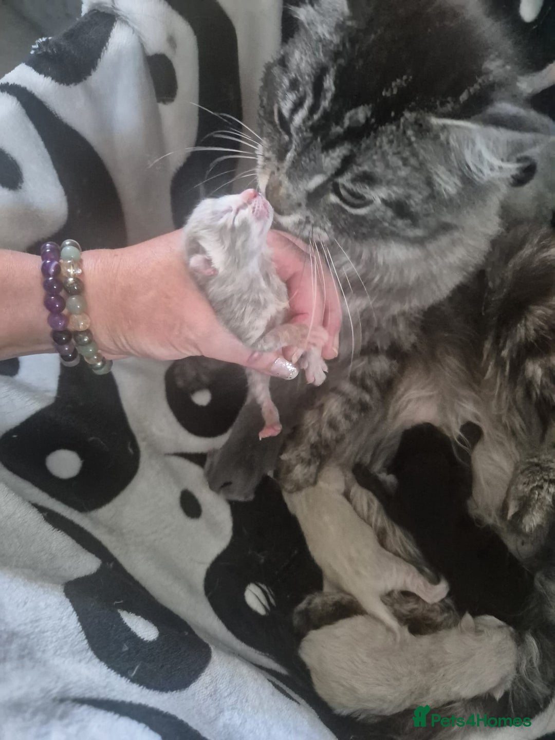 Norwegian Forest Cat cats for sale: Norwegian forest mixed tabby - Image 3