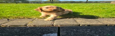 Cockapoo Puppy 1