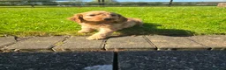 Cockapoo dogs for sale: Cockapoo puppies  - Advert 6