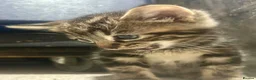 Bengal cats for sale: Bengal x kittens ready end of August 2 left  - Advert 4