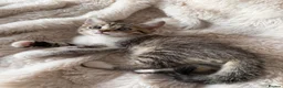 British Shorthair cats for sale: Adorable British Shorthair Cross Kitten. in Nottingham - Advert 4