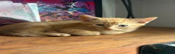 Mixed Breed cats for sale: Adorable kittens ready for loving homes - Advert 27