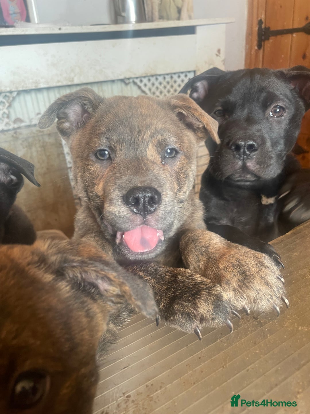 Mixed Breed dogs for sale: chow x staffy - Image 17