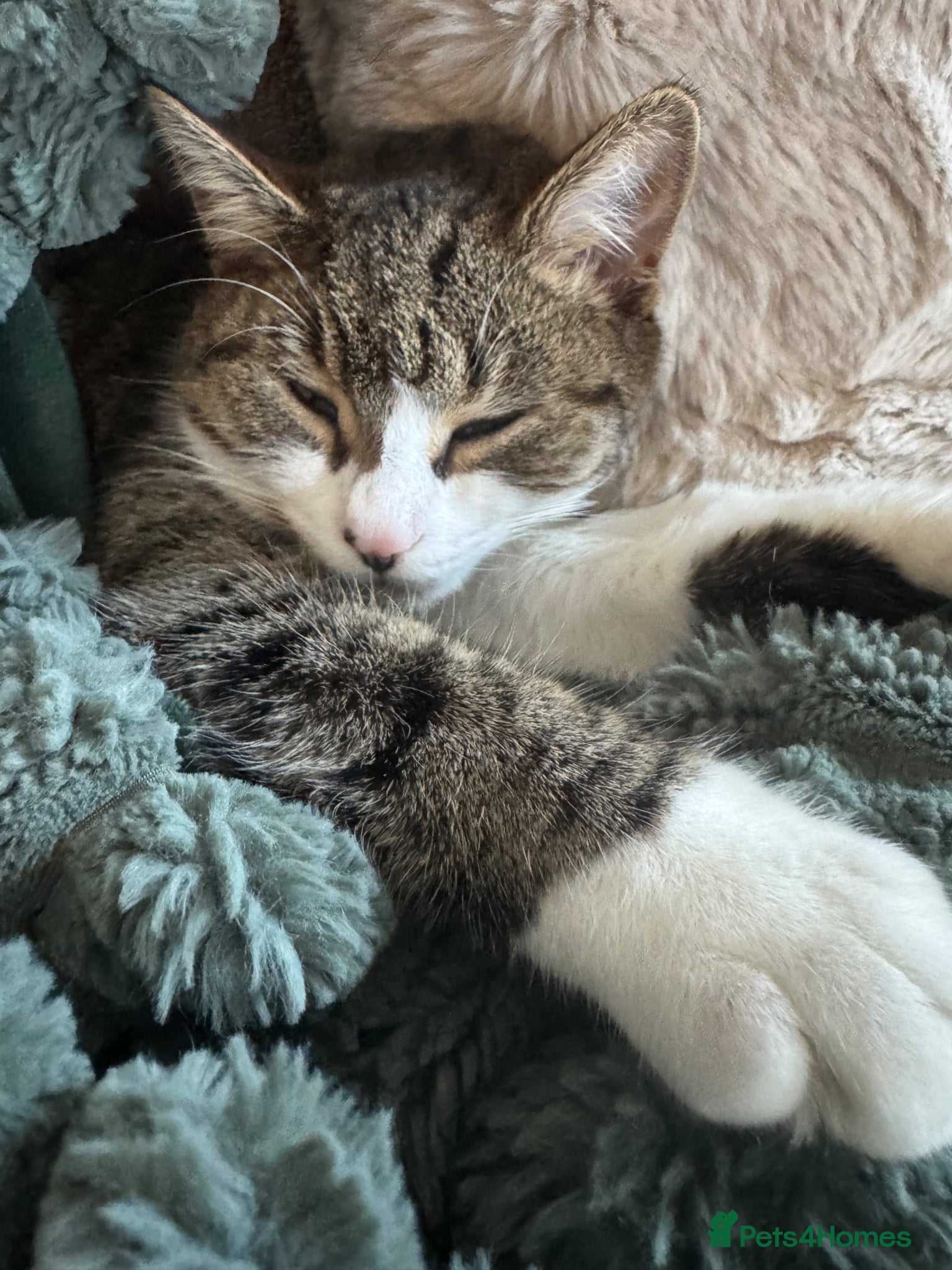 Mixed Breed cats 4 Lovely Kittens  - Advert 1