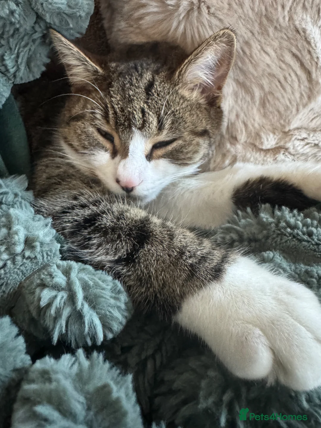 Mixed Breed cats for sale: 4 Lovely Kittens  in Camberley - Advert 1