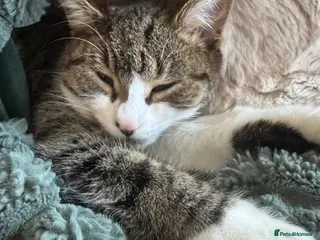 Mixed Breed cats 4 Lovely Kittens - Advert 1