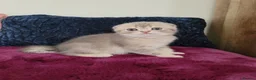 Scottish Fold cats for sale: Adorable Blue Golden Male Scottish Fold Kitten - Advert 4
