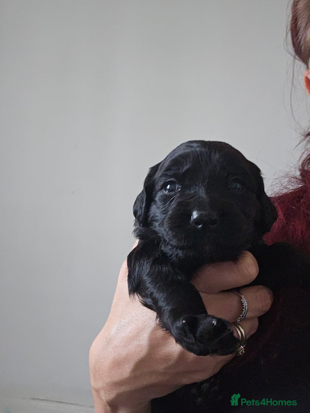 Mixed Breed dogs for sale: Spangold puppies  - Advert 4