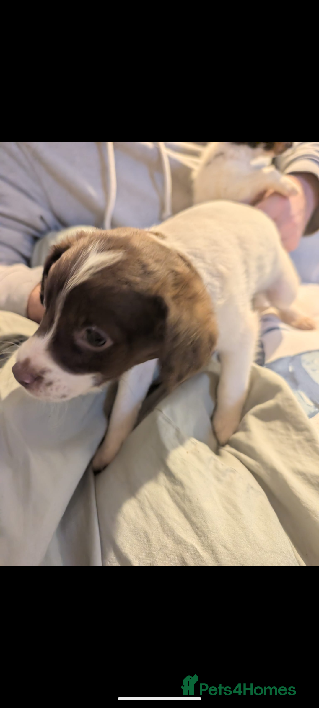 Mixed Breed dogs for sale: Adorable puppies ready 11/10 - Image 5