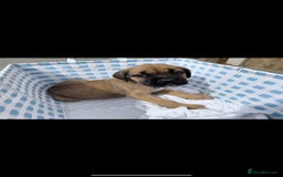 Cane Corso dogs for sale: cane corso puppy’s! - Image 4