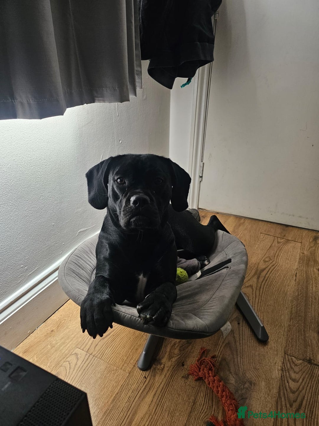 Mixed Breed dogs for sale: 🐾 Dog Looking for a New Home 🏡 - Image 4