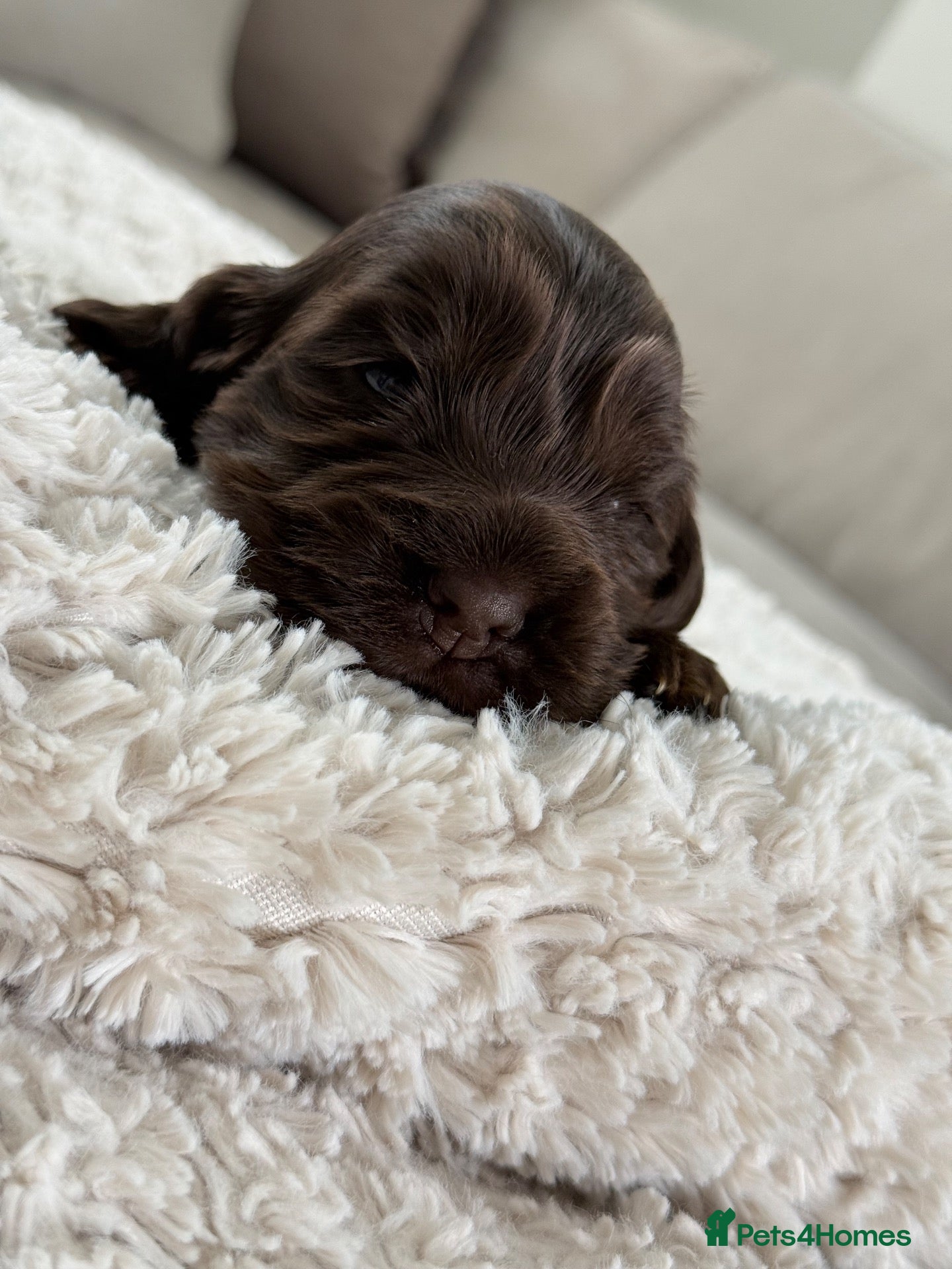Cocker Spaniel dogs Show type cocker spaniels - Advert 2
