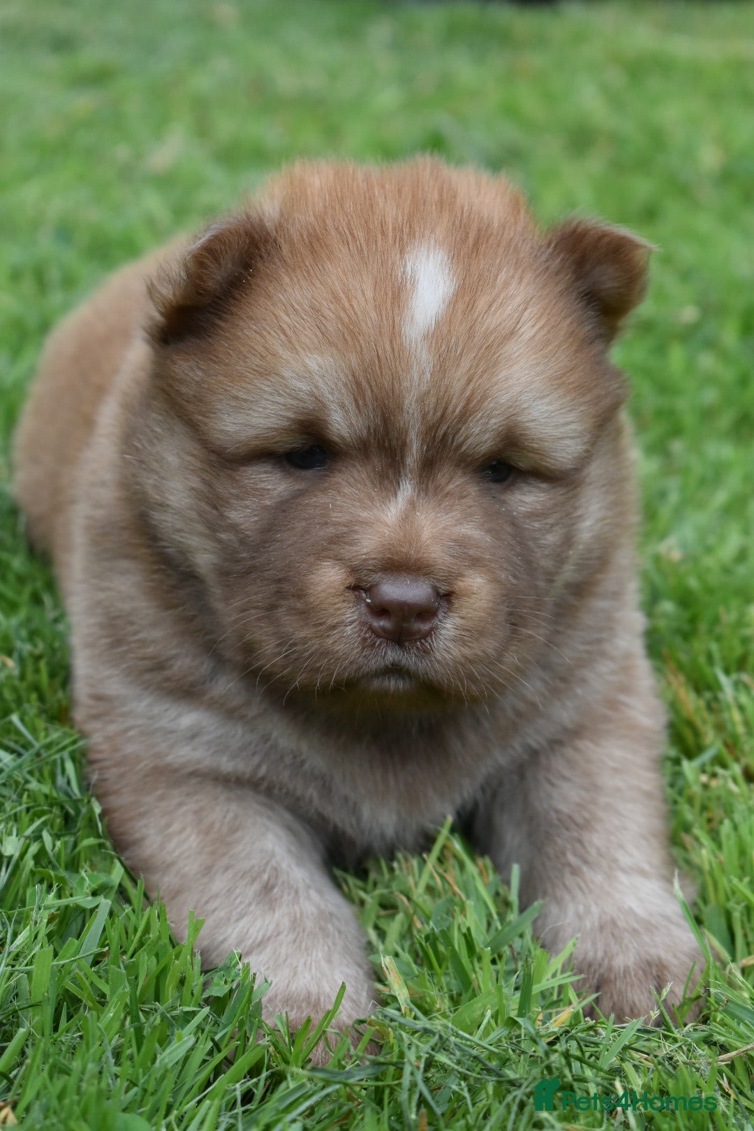 Siberian Husky dogs for sale: Beautiful Chowski puppies  - Image 21