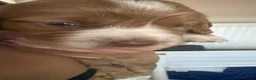 Cocker Spaniel dogs for sale: Working Cocker Spaniel Puppies - Advert 6
