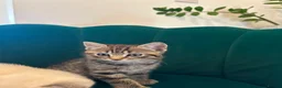 Scottish Fold cats for sale: ✨Adorable Scottish Fold Kittens 🐾 - Advert 11