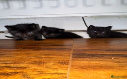 Mixed Breed cats for sale: Black mixed Kittens - Image 1