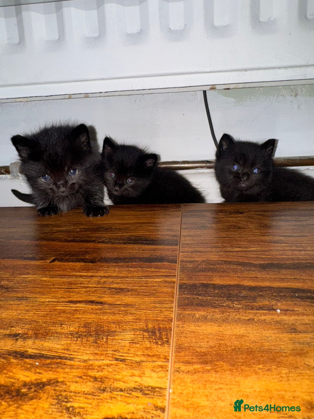 Mixed Breed cats for sale: Black mixed Kittens - Image 1