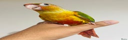 Conures birds for sale: Hand reared conures for sale  - Advert 8