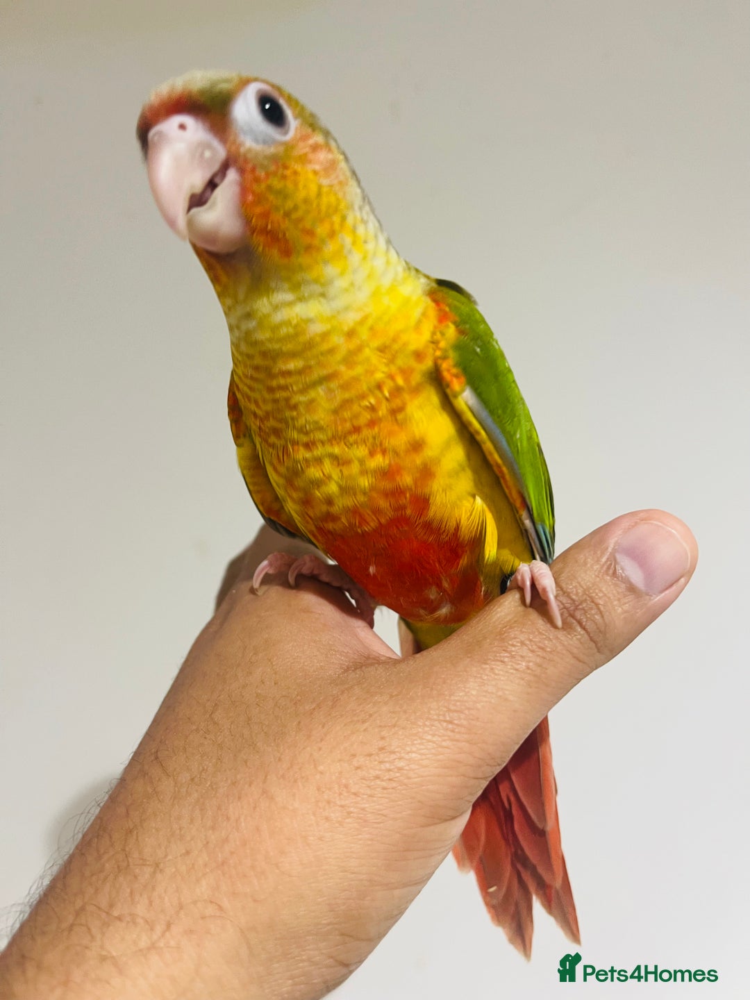 Conures birds for sale: Hand reared conures for sale  - Advert 8