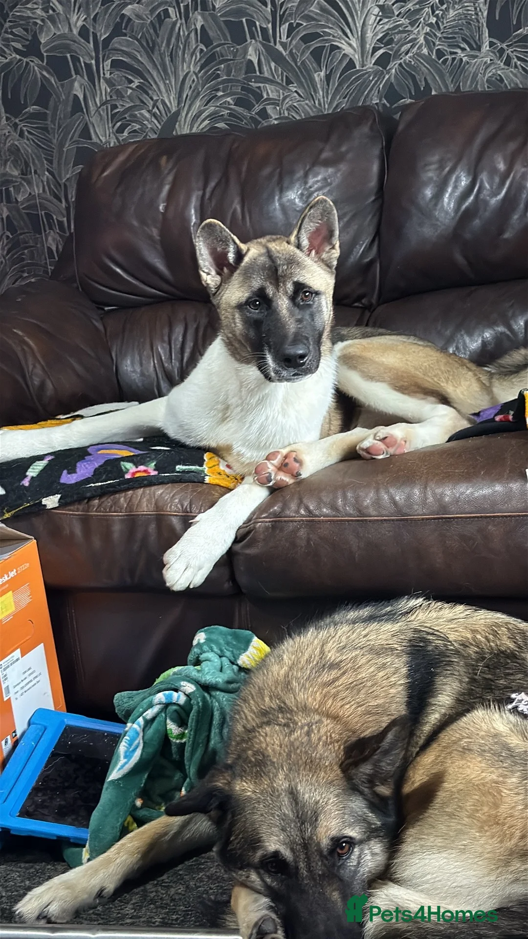 Akita dogs for sale: pure bred female akita. and mally/husky(2years old - Advert 1