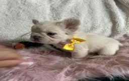 French Bulldog dogs for sale: Platinum fluffy French bulldogs - Image 1
