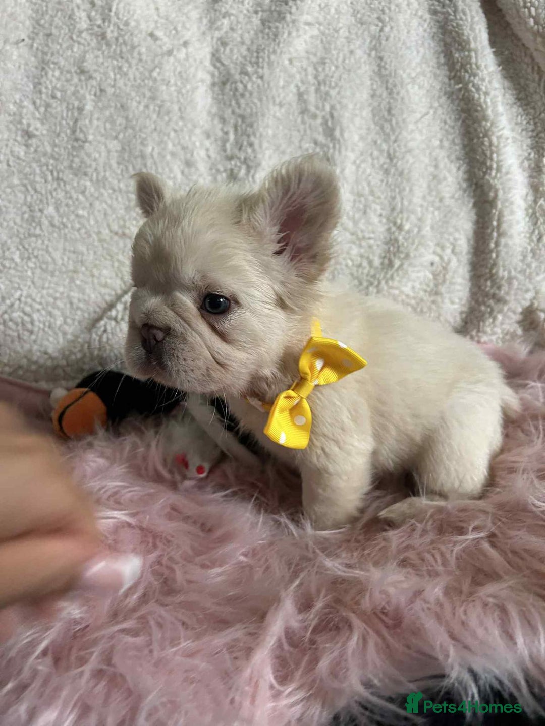French Bulldog dogs for sale: Platinum fluffy French bulldogs - Image 1