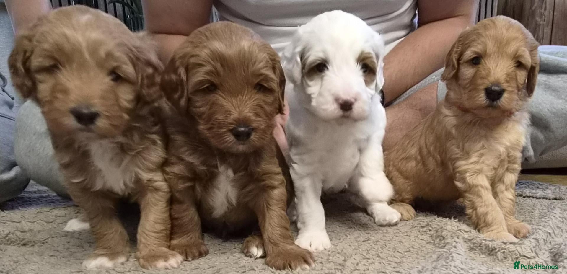 Mixed Breed dogs for sale: 4 Beautiful Cavapoo/Australian Labradoodle Puppies - Advert 2