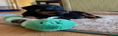 Rottweiler 1