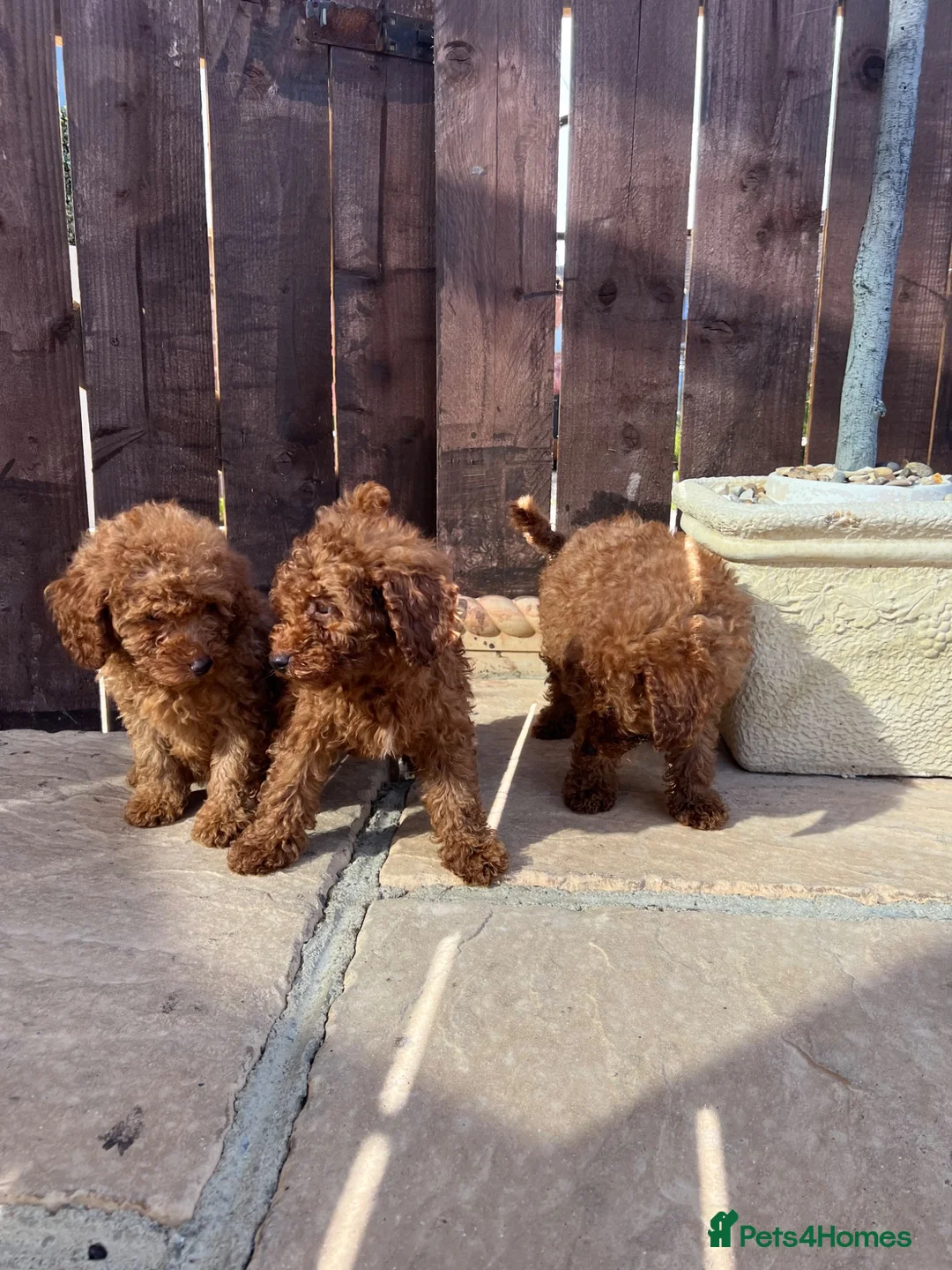Toy Poodle dogs for sale: DNA health tested Toy Poodles  - Advert 7
