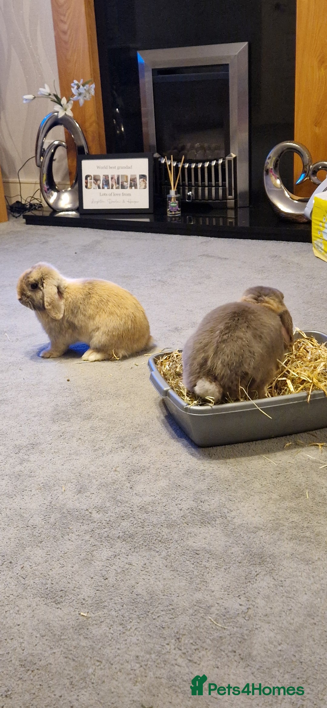 French Lop rabbits for sale: Male neutered French lop - Advert 1