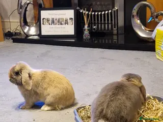 French Lop rabbits Male neutered French lop - Advert 4