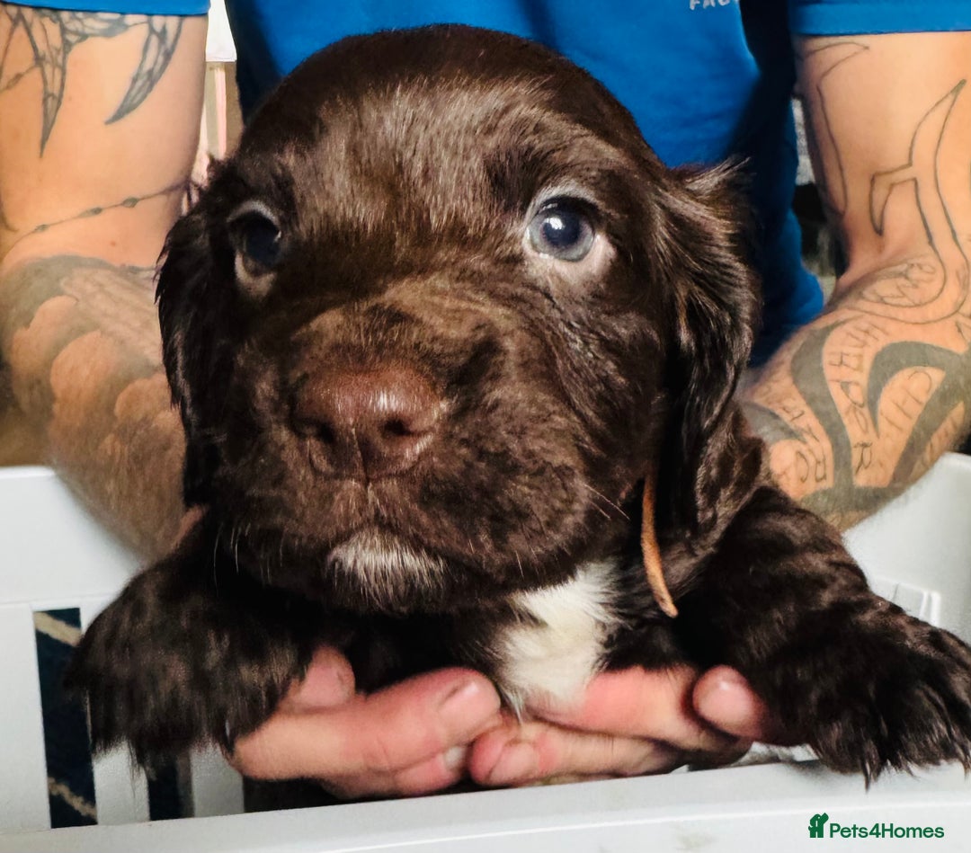 Sprocker dogs for sale: Sprocker Puppies - Image 23