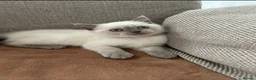 British Shorthair cats for sale: British shorthair Colorpoint kittens - Advert 14