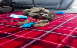 Lhasa Apso dogs for sale: KC Registered Lhasa Apso boy puppy - Image 4