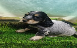 Cocker Spaniel dogs for sale: Show Type blue/Tri/chocolate Roan Cocker Spaniels  - Image 15