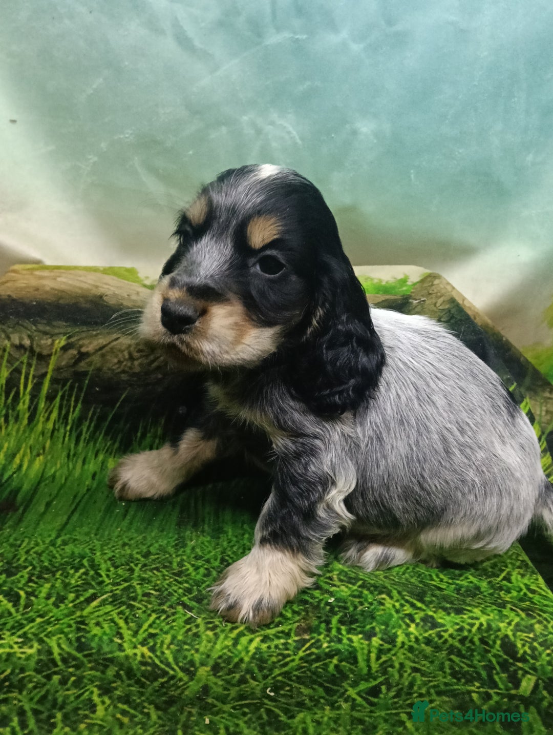Cocker Spaniel dogs for sale: Show Type blue/Tri/chocolate Roan Cocker Spaniels  - Image 15