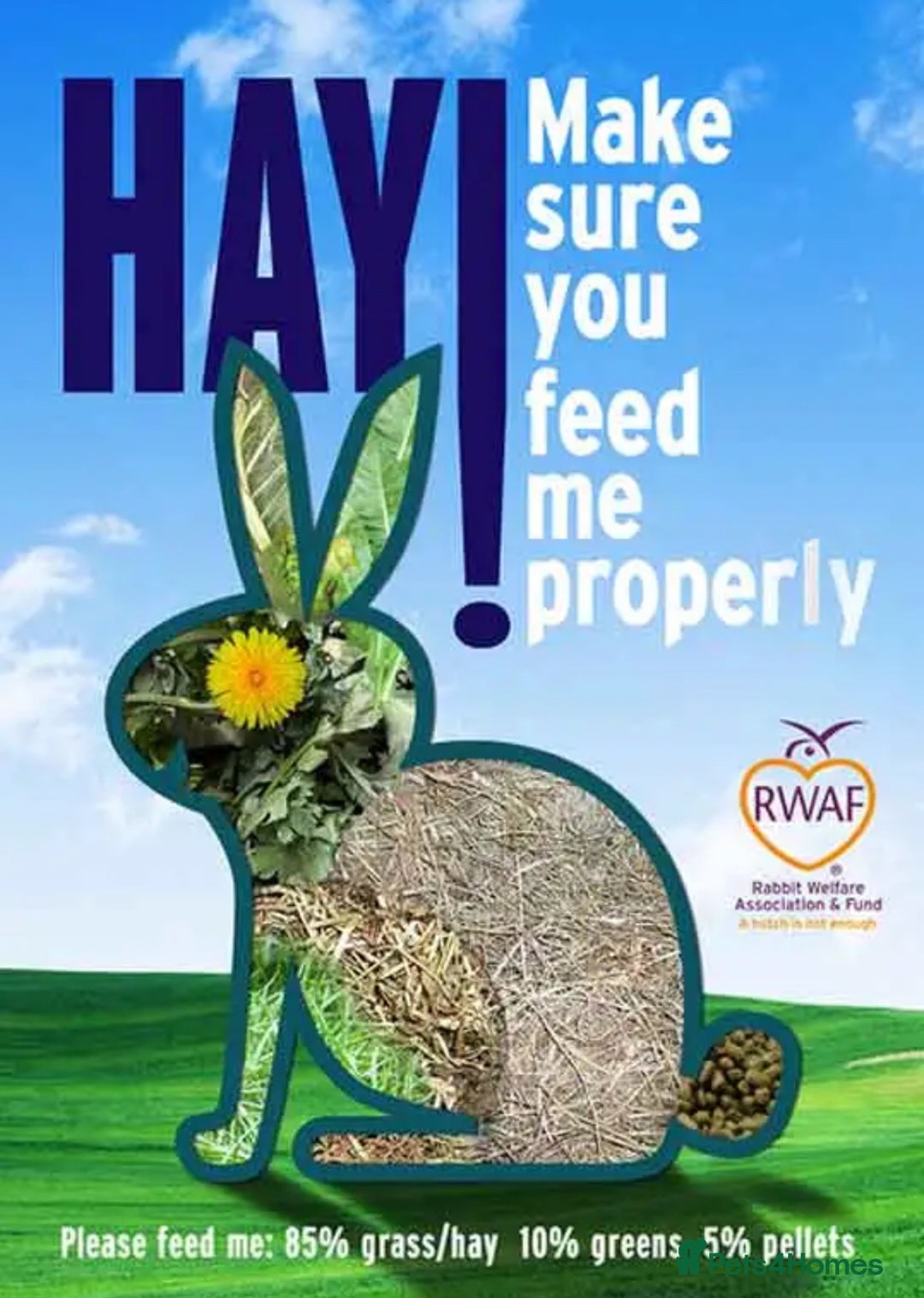 Mini Lop rabbits for sale: Bonded Mini Lop Harlequin Pair. Sold Together Only - Advert 25