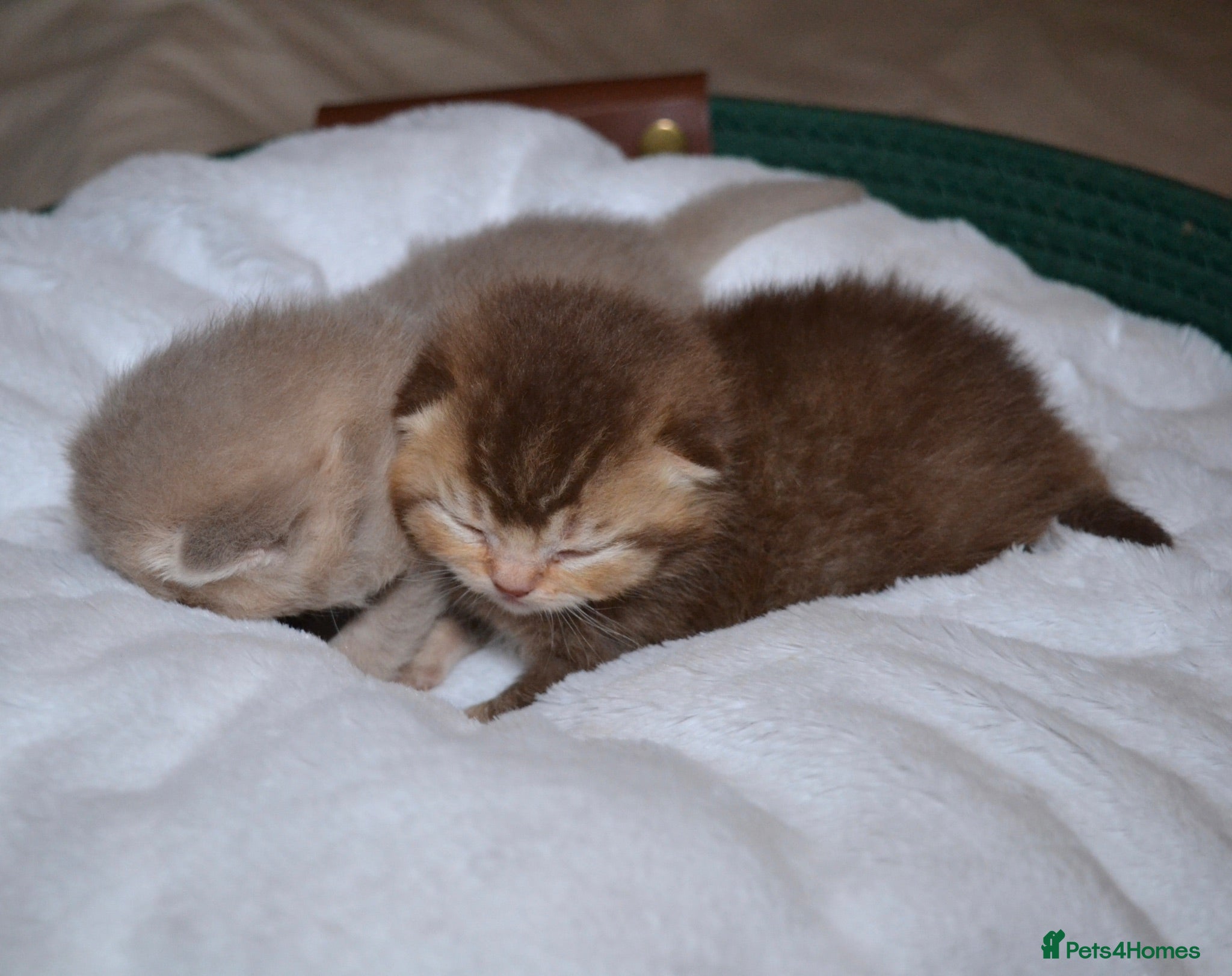 British Shorthair cats TICA reg kittens  - Advert 16