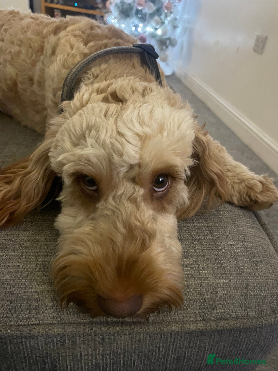 Cockapoo dogs for stud: Cockapoo Male Stud F1  - Advert 4