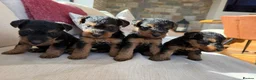 Welsh Terrier dogs for sale: Beautiful KC Registered Welsh Terrier Puppies  - Advert 15