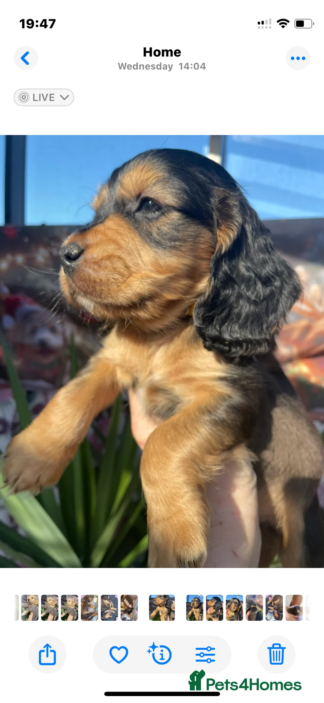 Mixed Breed dogs for sale: V.RARE ! Miniature GOLDEN RETRIEVERS(Dakota sport) - Advert 1