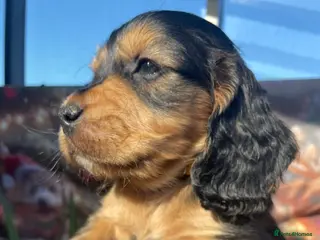 Mixed Breed dogs V.RARE ! Miniature GOLDEN RETRIEVERS(Dakota sport) - Advert 6