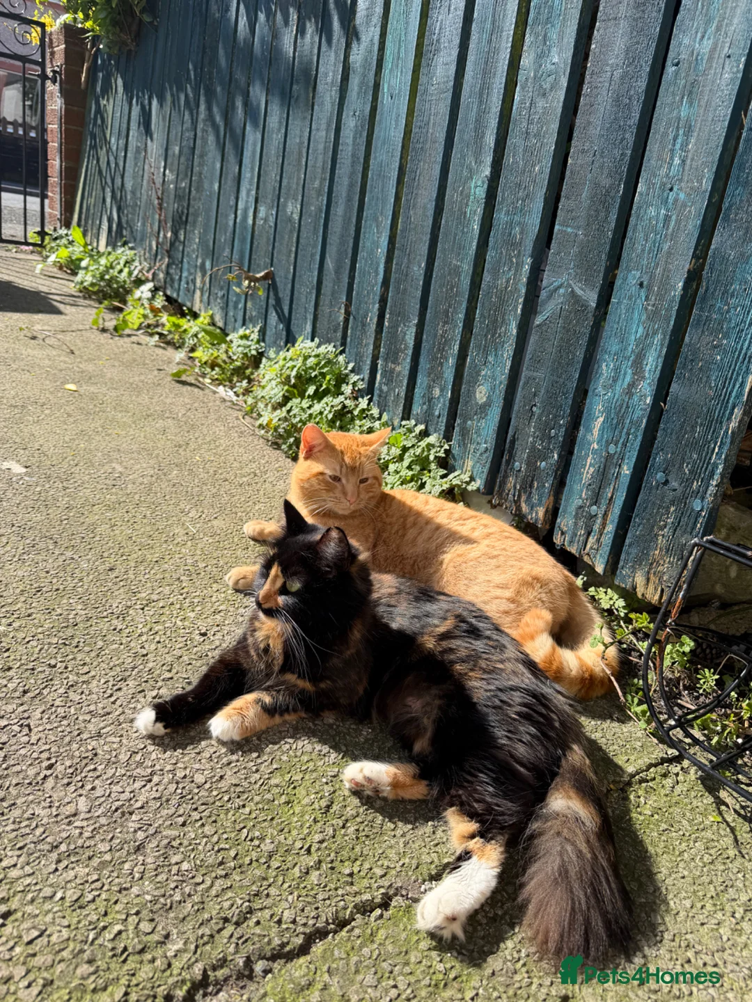 Mixed Breed cats for sale: Female ginger kitten  - Advert 1